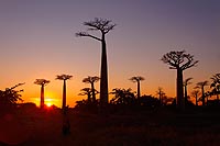 Madagascar experience : allée des baobabs