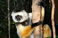 Madagascar experience : réserve vakona